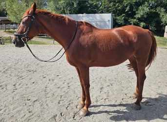 Mecklenburg Warmblood, Mare, 14 years, Chestnut-Red