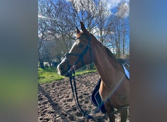 Mecklenburg Warmblood, Mare, 14 years, Chestnut