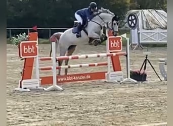 Mecklenburg Warmblood, Mare, 15 years, 16.1 hh, Grey