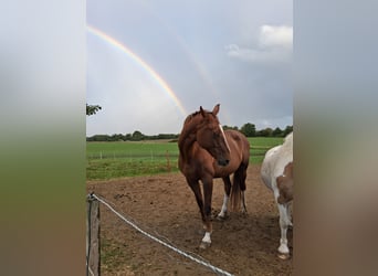 Mecklenburg Warmblood, Mare, 15 years, 16 hh, Chestnut