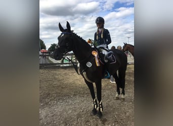 Mecklenburg Warmblood, Mare, 15 years, 16 hh, Smoky-Black