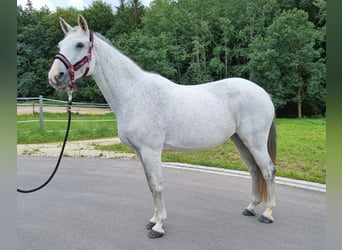 Mecklenburg Warmblood, Mare, 16 years, 15.2 hh, Gray