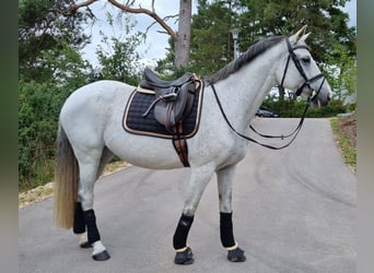 Mecklenburg Warmblood, Mare, 16 years, 15.2 hh, Gray