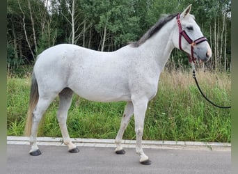 Mecklenburg Warmblood, Mare, 16 years, 15.2 hh, Gray