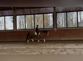 Mecklenburg Warmblood, Mare, 16 years, 16.1 hh, Chestnut-Red
