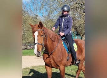 Mecklenburg Warmblood, Mare, 16 years, 17 hh, Chestnut-Red