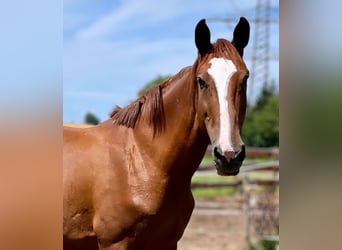 Mecklenburg Warmblood, Mare, 17 years, 16.2 hh, Chestnut-Red