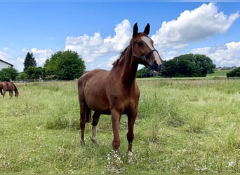 Mecklenburg Warmblood, Mare, 17 years, 16.2 hh, Chestnut-Red