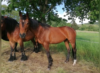 Mecklenburg Warmblood, Mare, 17 years, 16 hh, Brown