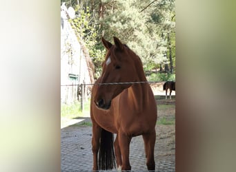 Mecklenburg Warmblood, Mare, 17 years, 16 hh, Chestnut-Red