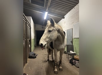 Mecklenburg Warmblood, Mare, 18 years, 16.1 hh, Grey