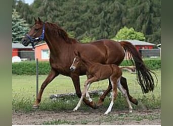 Mecklenburg Warmblood, Mare, 19 years, 15.3 hh, Chestnut-Red