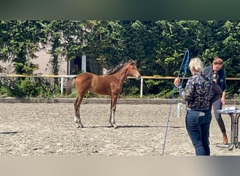 Mecklenburg Warmblood, Mare, 1 year, 16,1 hh, Bay-Dark