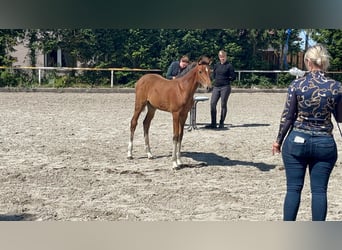 Mecklenburg Warmblood, Mare, 1 year, 16,1 hh, Bay-Dark