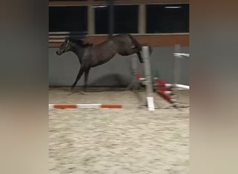 Mecklenburg Warmblood, Mare, 1 year, 16,1 hh, Gray