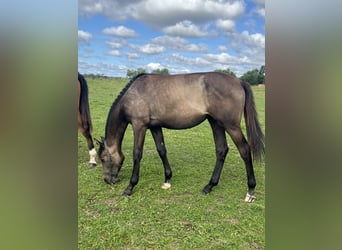 Mecklenburg Warmblood, Mare, 1 year, 16,1 hh, Gray