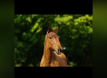 Mecklenburg Warmblood, Mare, 1 year, 16,2 hh, Brown