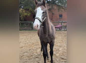 Mecklenburg Warmblood, Mare, 1 year, 16,2 hh, Gray-Red-Tan