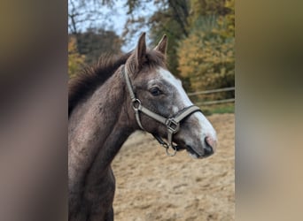 Mecklenburg Warmblood, Mare, 1 year, 16,2 hh, Gray-Red-Tan