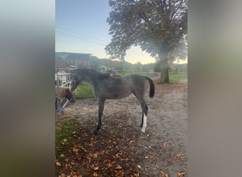 Mecklenburg Warmblood, Mare, 1 year, 16 hh, Gray