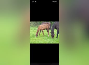 Mecklenburg Warmblood, Mare, 1 year, 16,2 hh, Chestnut