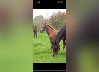 Mecklenburg Warmblood, Mare, 1 year, 16,2 hh, Chestnut