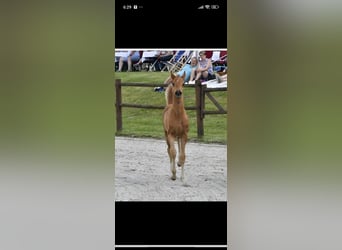 Mecklenburg Warmblood, Mare, 1 year, 16,2 hh, Chestnut