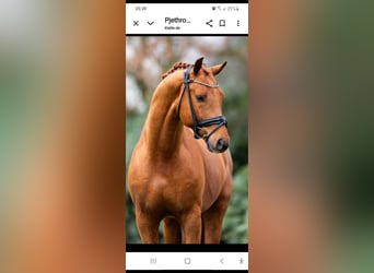 Mecklenburg Warmblood, Mare, 1 year, 16,2 hh