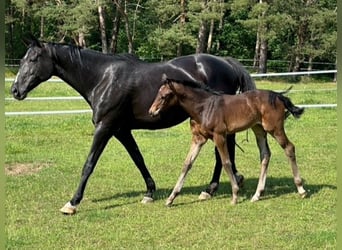 Mecklenburg Warmblood, Mare, 1 year, Bay-Dark