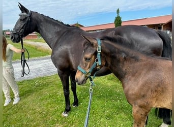 Mecklenburg Warmblood, Mare, 1 year, Bay-Dark