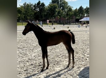 Mecklenburg Warmblood, Mare, 1 year, Bay-Dark