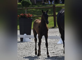 Mecklenburg Warmblood, Mare, 1 year, Black