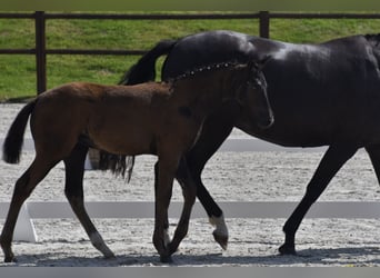 Mecklenburg Warmblood, Mare, 1 year, Black