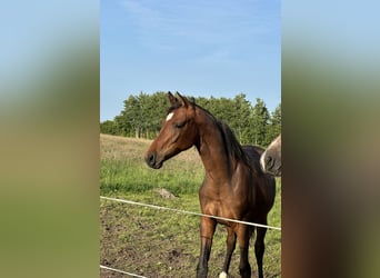 Mecklenburg Warmblood, Mare, 1 year, Brown