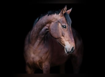 Mecklenburg Warmblood, Mare, 1 year, Brown