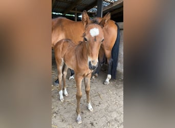 Mecklenburg Warmblood, Mare, 1 year, Brown