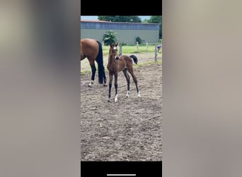 Mecklenburg Warmblood, Mare, 1 year, Brown