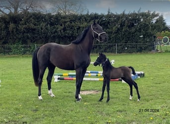 Mecklenburg Warmblood, Mare, 1 year, Can be white