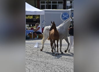 Mecklenburg Warmblood, Mare, 1 year, Chestnut-Red