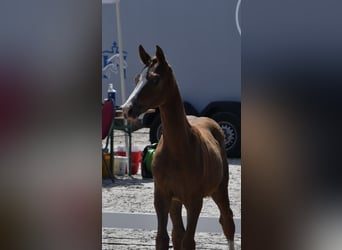 Mecklenburg Warmblood, Mare, 1 year, Chestnut-Red