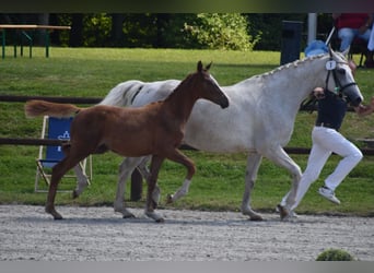 Mecklenburg Warmblood, Mare, 1 year, Chestnut-Red