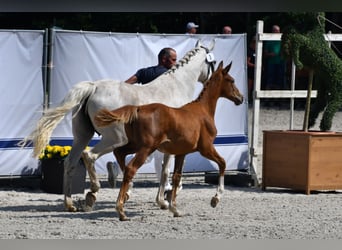 Mecklenburg Warmblood, Mare, 1 year, Chestnut-Red