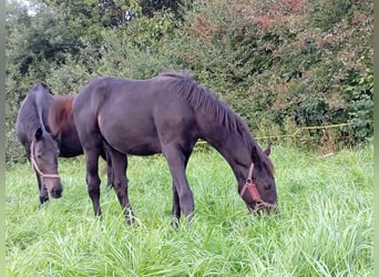 Mecklenburg Warmblood, Mare, 1 year