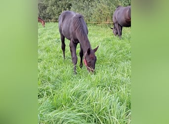 Mecklenburg Warmblood, Mare, 1 year