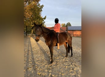 Mecklenburg Warmblood, Mare, 21 years, 16 hh, Bay-Dark