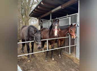 Mecklenburg Warmblood, Mare, 2 years, 16,1 hh, Gray