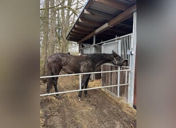 Mecklenburg Warmblood, Mare, 2 years, 16,1 hh, Gray