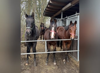 Mecklenburg Warmblood, Mare, 2 years, 16,1 hh, Gray