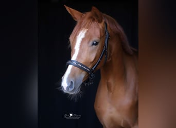 Mecklenburg Warmblood, Mare, 3 years, 15,2 hh, Chestnut-Red