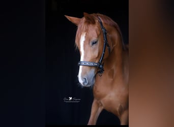 Mecklenburg Warmblood, Mare, 3 years, 15,2 hh, Chestnut-Red